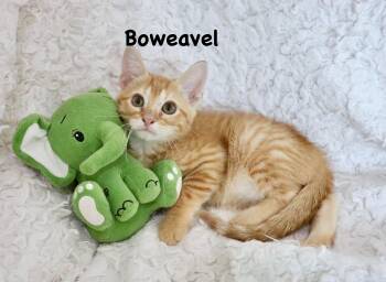 Boweavel -  Tabby Cat for Adoption in St. Augustine, Florida - Boweavel | PetCurious
