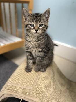 Canoe -  Domestic Short Hair Cat for Adoption in Allegan, Michigan - Canoe | PetCurious