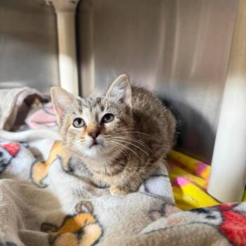 Gucci -  Domestic Short Hair Cat for Adoption in Harrisville, West Virginia - Gucci | PetCurious