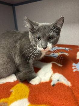 Kurama -  Domestic Short Hair Cat for Adoption in Liverpool, New York - Kurama | PetCurious