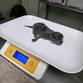 Mumbo-Jumbo -  Domestic Short Hair Cat for Adoption in Mt. Juliet, Tennessee - Mumbo-Jumbo | PetCurious