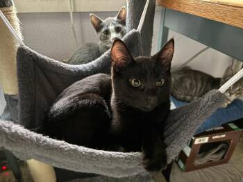 Taz -  Domestic Short Hair Cat for Adoption in Rochester, Washington - Taz | PetCurious