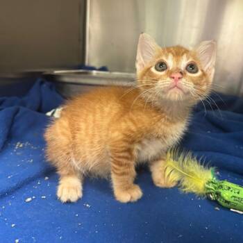 Fan Blade 6246 -  Domestic Short Hair Cat for Adoption in Columbus, Georgia - Fan Blade 6246 | PetCurious