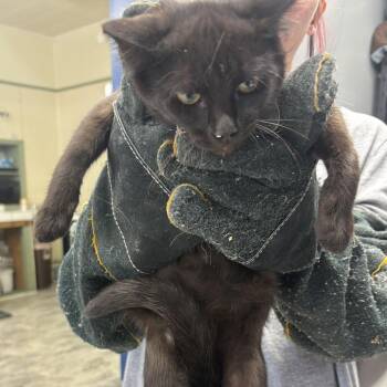 Salem -  Domestic Short Hair Cat for Adoption in Summerlee, West Virginia - Salem | PetCurious