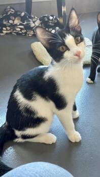 Rescue Domestic Short Hair Cats for Adoption in Lodi, California - Twix | PetCurious