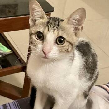 Stella -  Domestic Medium Hair Cat for Adoption in Glen Rock, New Jersey - Stella | PetCurious