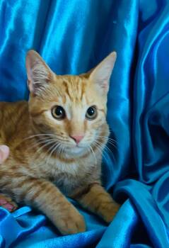 Rescue Domestic Short Hair Cats for Adoption in Rowland Heights, California - TIGER | PetCurious