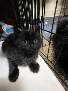 Wilder -  Domestic Short Hair Cat for Adoption in Kennewick, Washington - Wilder | PetCurious