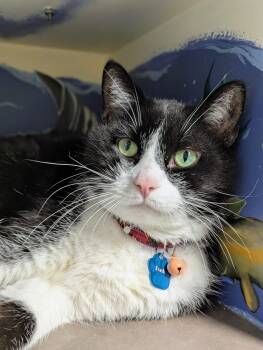 Domestic Short Hair Cats Available for Adoption in Grand Rapids, Michigan - Dash (Purrmanent Resident) | PetCurious