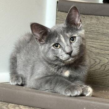 Rescue Domestic Short Hair Cats for Adoption in Baton Rouge, Louisiana - Ember | PetCurious