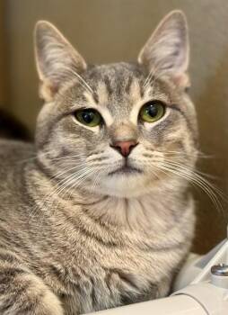 Domestic Short Hair Cats Available for Adoption - HOWARD | PetCurious