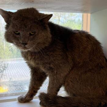 Domestic Short Hair Cats Available for Adoption - TUSC-Wildlife-83726 | PetCurious