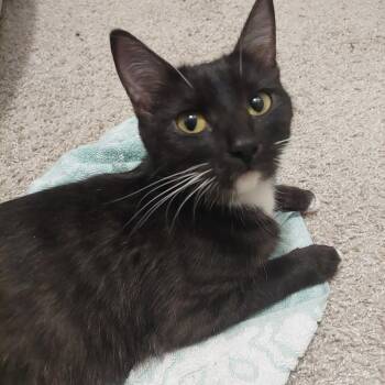 Domestic Short Hair Cats Available for Adoption in Huntsville, Alabama - Caramel | PetCurious