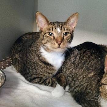 Pork Chop -  Domestic Short Hair Cat for Adoption in Davenport, Iowa - Pork Chop | PetCurious