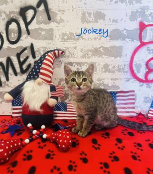 Rescue Domestic Short Hair Cats for Adoption in Queen Creek, Arizona - Jockey | PetCurious