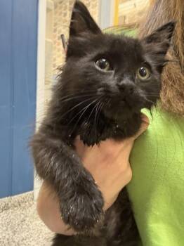 Six -  Domestic Medium Hair Cat for Adoption in Salt Lake City, Utah - Six | PetCurious