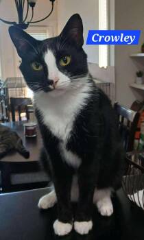 Rescue Domestic Short Hair Cats for Adoption in Abbotsford, British Columbia - Crowley | PetCurious