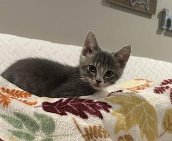 Domestic Short Hair Cats Available for Adoption in Youngsville, North Carolina - Dash26 | PetCurious