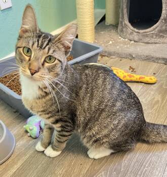Rescue Domestic Short Hair and Tabby Cats for Adoption in Mesa, Arizona - Henry | PetCurious