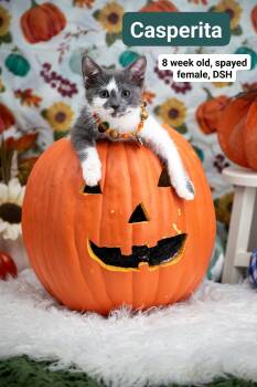 Casperita -  Domestic Short Hair Cat for Adoption in Sevierville, Tennessee - Casperita | PetCurious
