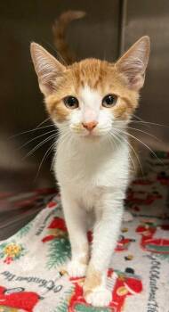 Turbo Boy (Petsmart) -  Domestic Short Hair Cat for Adoption in Ocala, Florida - Turbo Boy (Petsmart) | PetCurious