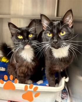 Dominique -  Domestic Short Hair Cat for Adoption in Novato, California - Dominique | PetCurious