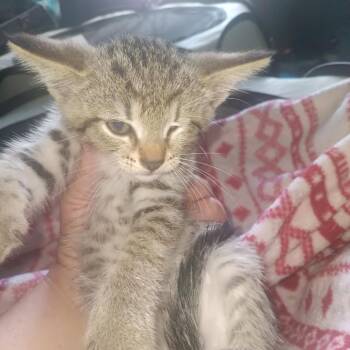 Farkle -  Domestic Short Hair Cat for Adoption in Bristol, Indiana - Farkle | PetCurious