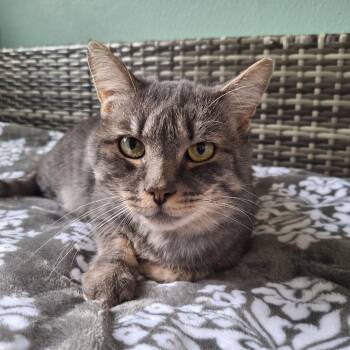 Rescue Domestic Short Hair Cats for Adoption in Attica, New York - Donkey | PetCurious