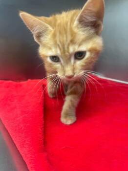 Domestic Short Hair Cats Available for Adoption in Bowling Green, Ohio - Buffalo Chicken Dip | PetCurious