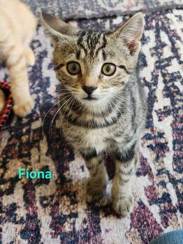 Fiona -  Domestic Short Hair Cat for Adoption in Warrington, Pennsylvania - Fiona | PetCurious