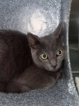 D-336-26 -  Domestic Short Hair Cat for Adoption in Henderson, North Carolina - D-336-26 | PetCurious