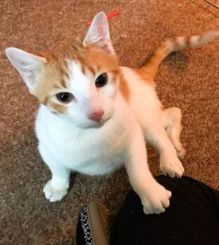 Domestic Short Hair Cats Available for Adoption - Funnybone | PetCurious