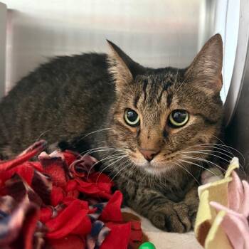 Loafy -  Domestic Short Hair Cat for Adoption in Cedaredge, Colorado - Loafy | PetCurious