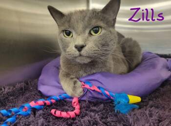 Rescue Domestic Short Hair Cats for Adoption in Greensburg, Pennsylvania - Zills | PetCurious