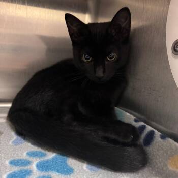 Deadshot 29906 -  Domestic Short Hair Cat for Adoption in Middleburg, Florida - Deadshot 29906 | PetCurious