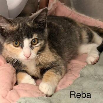 Reba -  Domestic Short Hair Cat for Adoption in Kingman, Kansas - Reba | PetCurious