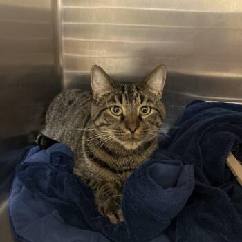 Milo -  Domestic Short Hair Cat for Adoption in Bedford, New Hampshire - Milo | PetCurious
