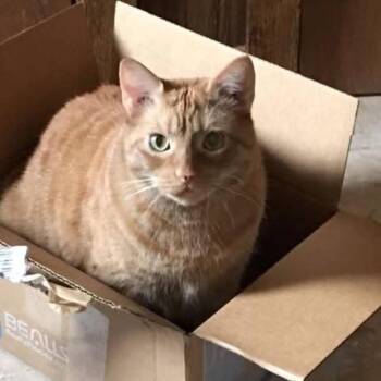 Domestic Short Hair Cats Available for Adoption in Jupiter, Florida - Apricot | PetCurious