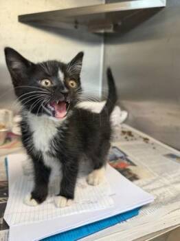 Tune Up -  Domestic Short Hair Cat for Adoption in Chamblee, Georgia - Tune Up | PetCurious