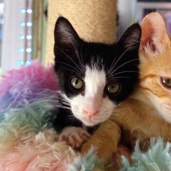 Domestic Short Hair Cats Available for Adoption in New Orleans, Louisiana - Jude | PetCurious