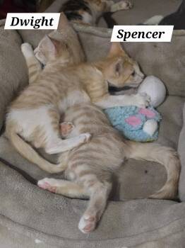 Rescue Domestic Short Hair Cats for Adoption in Redondo Beach, California - Dwight | PetCurious