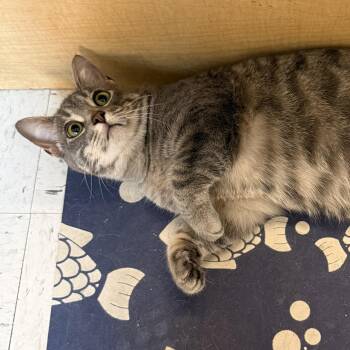 Domestic Short Hair Cats Available for Adoption in Independence, Iowa - Vivian | PetCurious