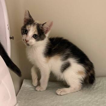 Celeste -  Domestic Short Hair Cat for Adoption in Jacksboro, Tennessee - Celeste | PetCurious