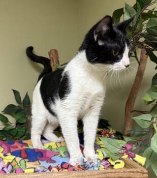 Snoopy -  Domestic Short Hair Cat for Adoption in Hastings, Nebraska - Snoopy | PetCurious