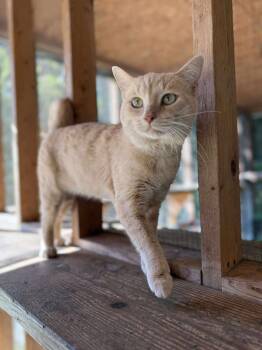 Rescue Domestic Short Hair Cats for Adoption - Mika | PetCurious
