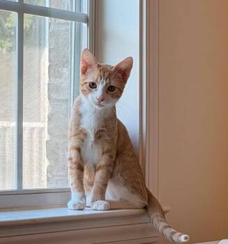 Cheddar -  Domestic Short Hair Cat for Adoption in Mobile, Alabama - Cheddar | PetCurious