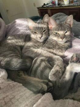 Domestic Short Hair Cats Available for Adoption in Corpus Christi, Texas - LuLu | PetCurious