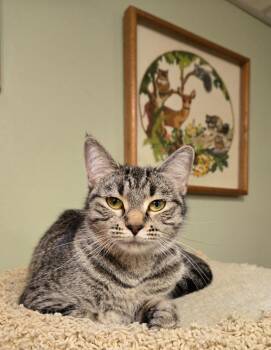 Domestic Short Hair Cats Available for Adoption in Minneapolis, Minnesota - Cuddles | PetCurious