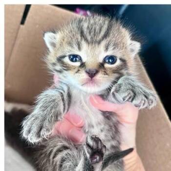 Caspian -  Domestic Short Hair Cat for Adoption in Winchester, Virginia - Caspian | PetCurious