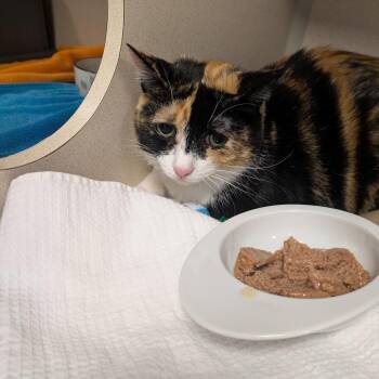 Domestic Short Hair Cats Available for Adoption in New York, New York - Margo | PetCurious